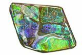 Iridescent Ammolite (Fossil Ammonite Shell) - Blues & Greens #301649-1